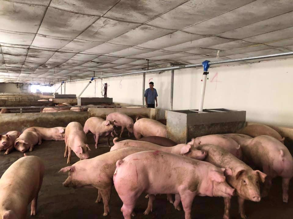 Nhiều hộ chăn nuôi lợn buộc phải giảm đàn vì giá thức ăn chăn nuôi cao. Ảnh minh họa