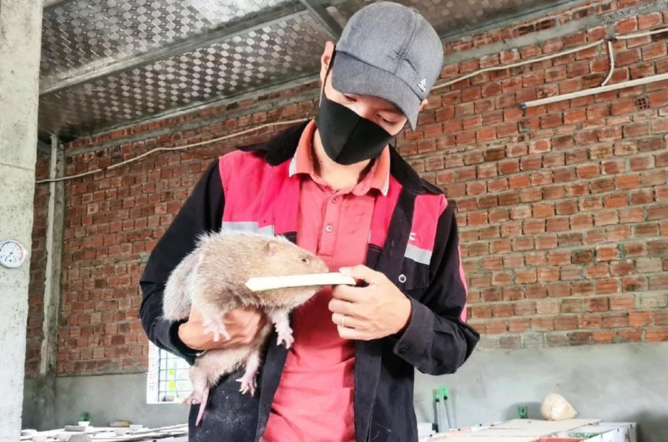 Nhờ nuôi dúi, mỗi năm anh Việt thu về hàng trăm triệu đồng.