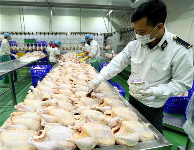 Đơn giản hóa một số thủ tục hành chính là giải pháp giảm chi phí sản xuất, hỗ trợ người chăn nuôi gia cầm.