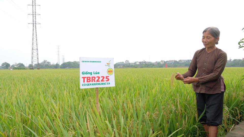 Mô hình canh tác giống lúa chất lượng cao TBR225 trong vụ Xuân 2023 tại xã Liên Hiệp (huyện Phúc Thọ). Ảnh: Lâm Nguyễn.