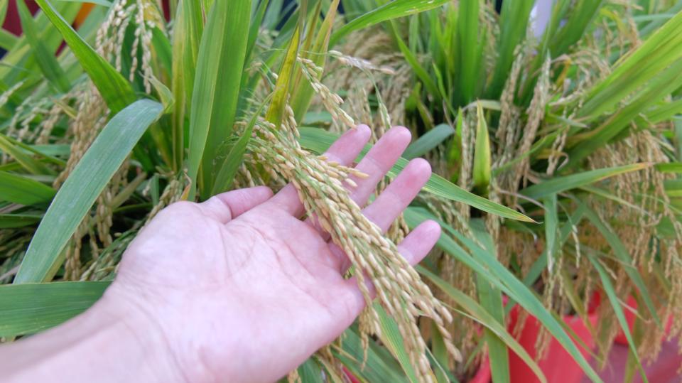 TBR225, J02, Bắc Thơm 8 hay HD11 là những giống lúa chất lượng cao đang được sử dụng rộng rãi trong canh tác tại Hà Nội.