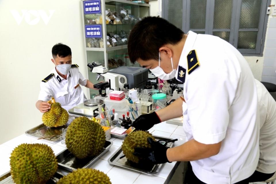 Lực lượng chức năng thực hiện kiểm dịch mặt hàng sầu riêng xuất khẩu qua cửa khẩu Quốc tế Hữu Nghị.  