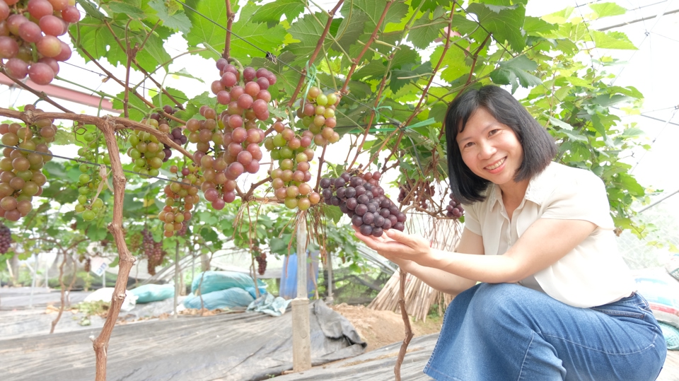Vườn nho hạ đen xum xuê, trĩu quả của gia đình ông Nguyễn Văn Mỡ. Ảnh: Lâm Nguyễn.