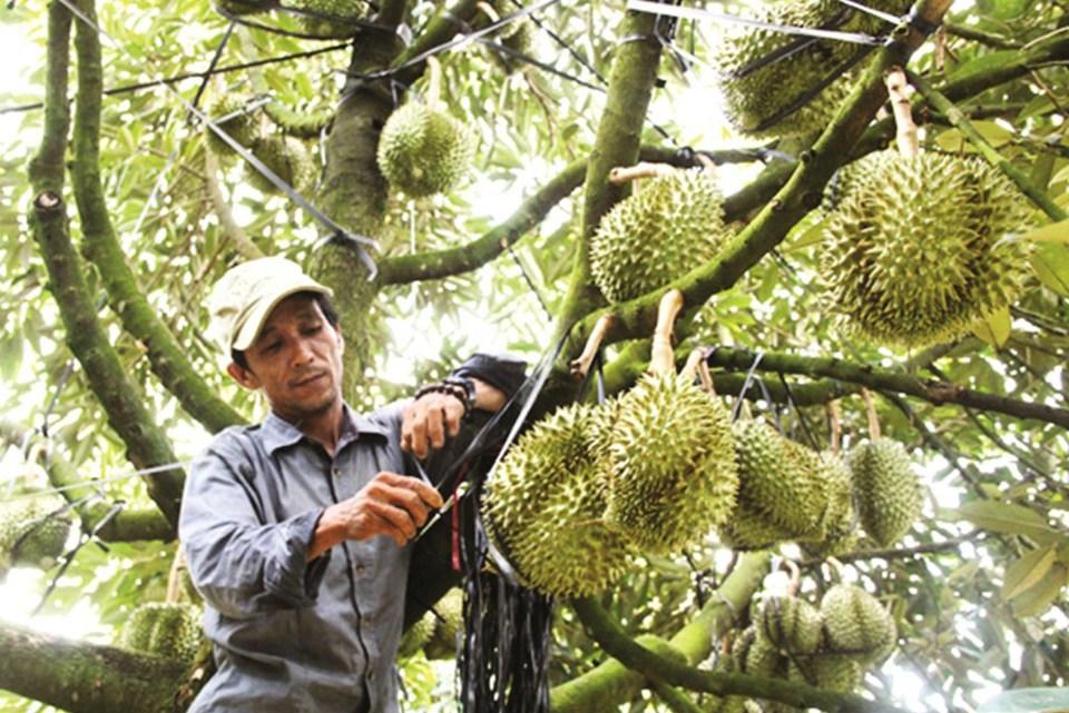 Sầu riêng Việt Nam đang vào vụ thu hoạch, nhu cầu xuất khẩu sang Trung Quốc tăng cao. Ảnh minh họa