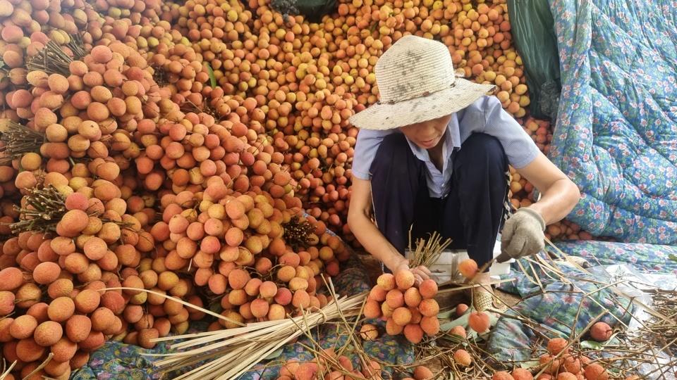 Bà con xã Thanh Quang cho biết giá vải năm nay dao động từ 8 đến 15.000đ/1kg. Ảnh Vĩnh Quân