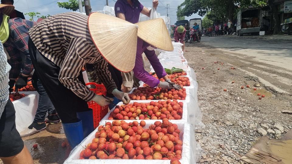 Người dân đang đóng những quả vải để xuất đi Trung Quốc. Ảnh Vĩnh Quân