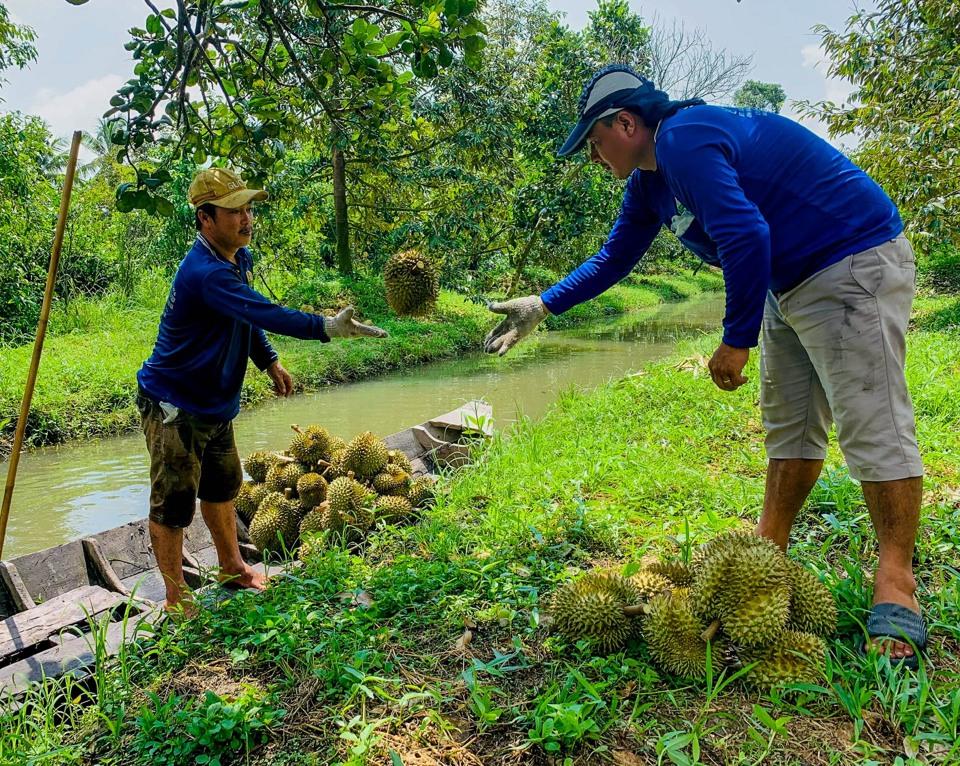 Vụ sầu riêng năm nay không chỉ giúp các chủ vườn