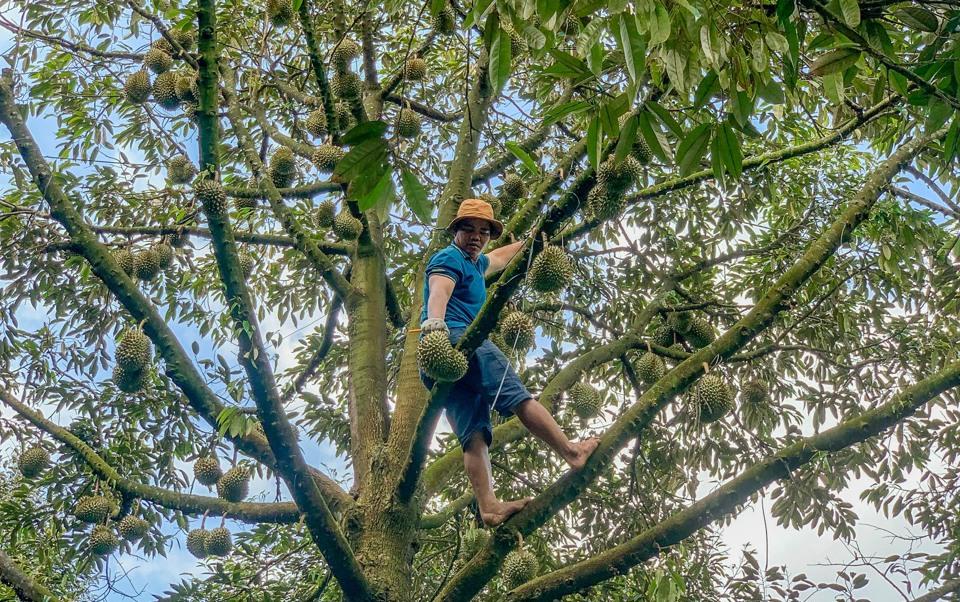 Cầm dao đi “gõ” sầu riêng, kiếm tiền triệu mỗi ngày - Ảnh 1