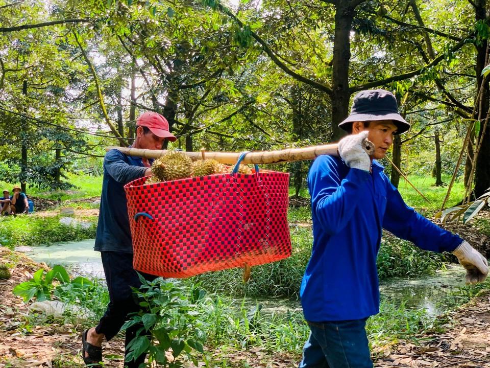Nhân công thu gom, vận chuyển sầu riêng cũng có thu nhập từ 300.000 - 700.000 đồng/ngày. Ảnh: Phương Anh