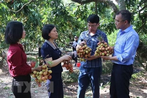 Bà Hoàng Thị Thúy Hà, Phó Chủ tịch thường trực UBND huyện Thanh Hà (thứ hai, từ trái sang) trao đổi về quy trình chăm sóc vải với doanh nghiệp xuất khẩu vải. (Ảnh: Mạnh Minh/TTXVN)  