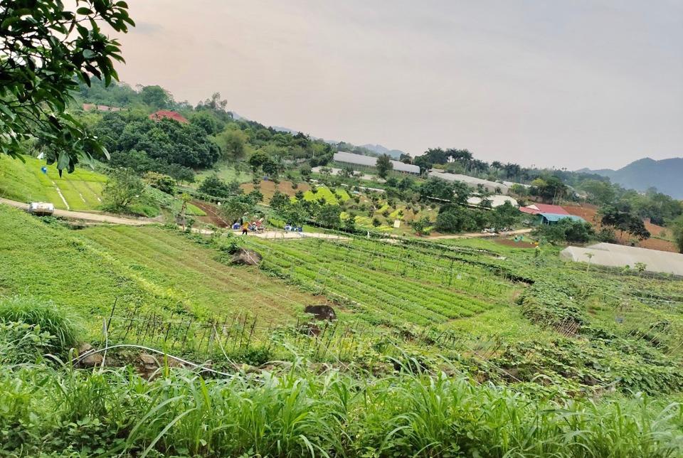Trang trại Hoa Viên hiện đang cung cấp một lượng lớn thịt lợn và rau hữu cơ cho thị trường Hà Nội.