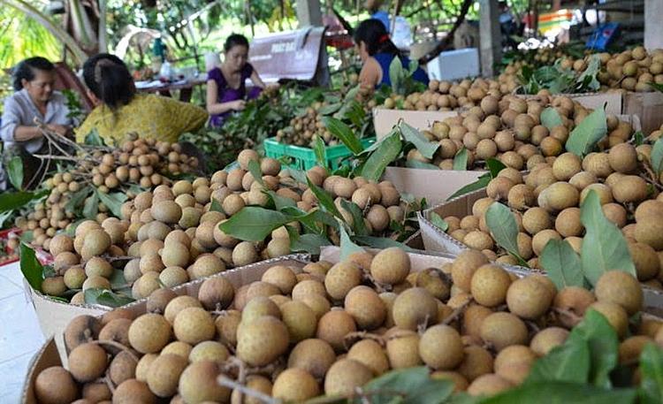 Miền Bắc đang bước vào chính vụ thu hoạch nhiều loại trái cây: Mận, xoài, vãi, nhãn, na... Ảnh minh họa