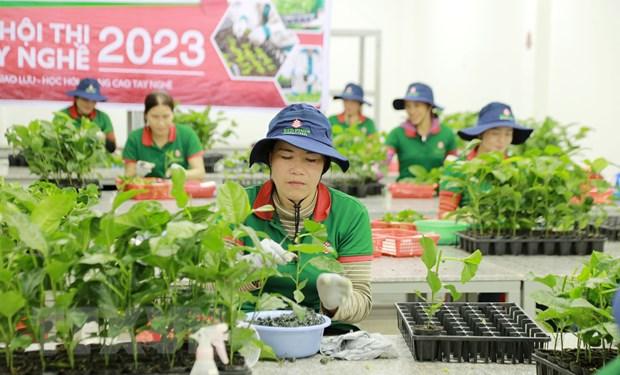 Để phát triển chanh leo thành cây “triệu đô,” tỉnh Gia Lai chú trọng sản xuất giống chanh leo đạt chuẩn. (Ảnh tư liệu: Quang Thái/TTXVN)  