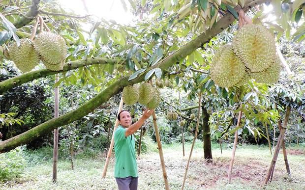 Tỉnh Kon Tum hiện có gần 1.600ha trồng sầu riêng, trong đó tỉnh đã được cấp 6 mã số vùng trồng cây sầu riêng với diện tích 89,5ha. (Ảnh: Dư Toán/TTXVN)  