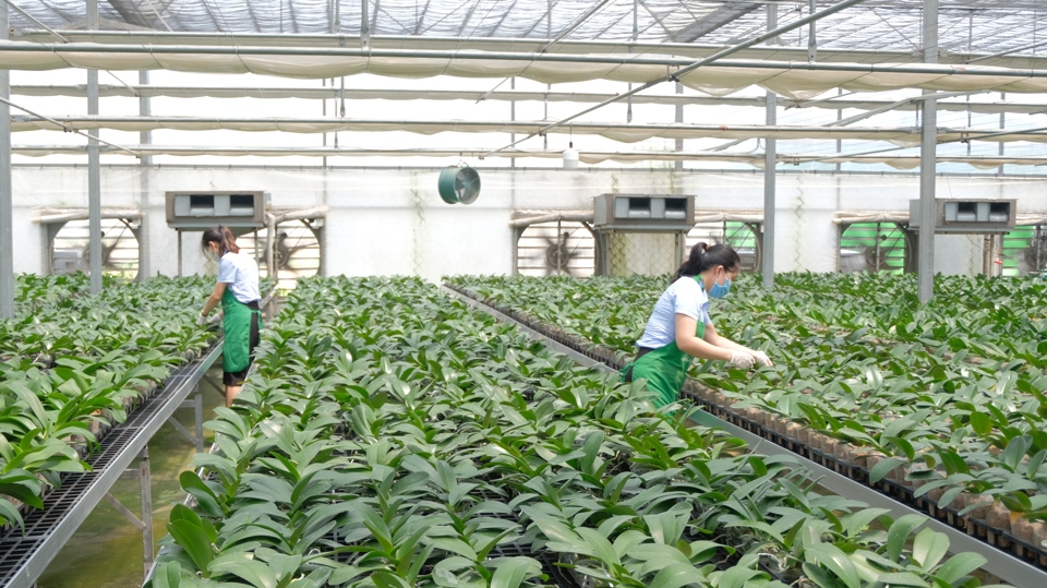 Anh Nguyễn Tiến Dũng, đại diện trang trại Mê Linh F-Farm cho biết trong thời gian tới sẽ tiếp tục nghiên cứu ứng dụng để nâng cao chất lượng các loại hoa, thảo dược đang được trồng tự nhiên. Anh cũng kỳ vọng có thể phát triển Mê Linh F-Farm trở thành điểm du lịch sinh thái ấn tượng của huyện Mê Linh và TP Hà Nội.