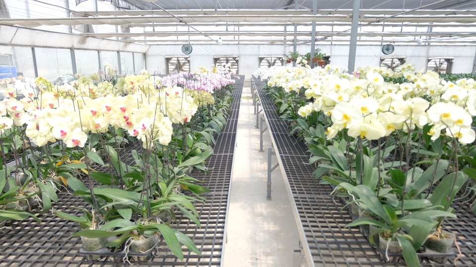 Nhờ ứng dụng công nghệ cao, hoa lan hồ điệp mang thương hiệu Mê Linh F-Farm bền đẹp, cánh dày, thời gian sử dụng dài nên được người tiêu dùng ưa chuộng.