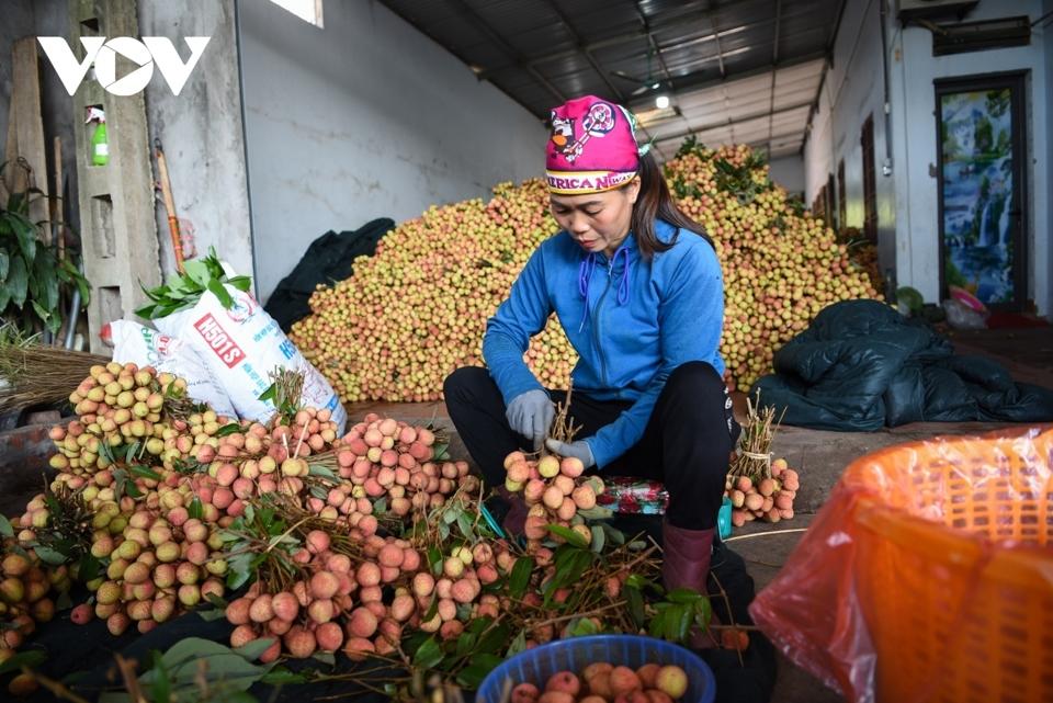 Người dân thủ phủ vải thiều sớm Tân Yên đang tất bật thu hoạch vải thiều để bán cho các thương lái.