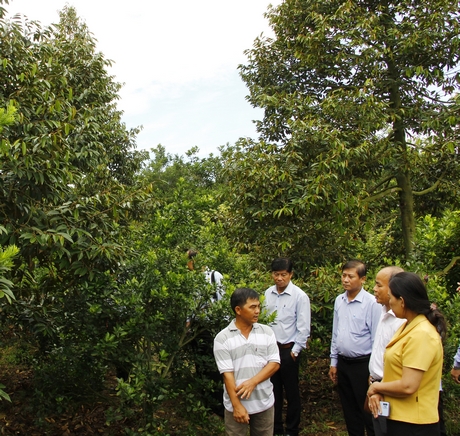 Ngành nông nghiệp đang tiếp tục hỗ trợ, tạo điều kiện thuận lợi cho nông dân, doanh nghiệp trong thiết lập mã số vùng trồng, sản xuất và kinh doanh nông sản.