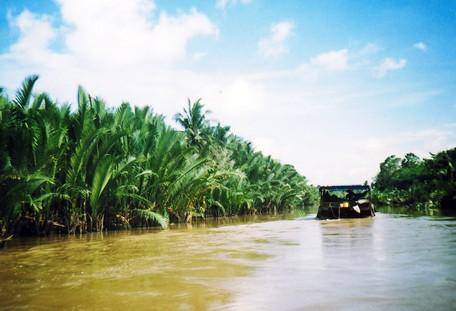 Dừa nước có sức sống mãnh liệt, giữ đất bờ tốt nhờ bẹ, thân rộng, rễ mọc sâu. Trong ảnh: Mảng dừa nước ven rạch Mây Tức, huyện Vũng Liêm.