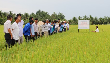 Mô hình đem lại nhiều lợi ích cho nông dân, giúp nâng cao chất lượng, giá trị cho cây lúa nên cần tiếp tục duy trì, nhân rộng.