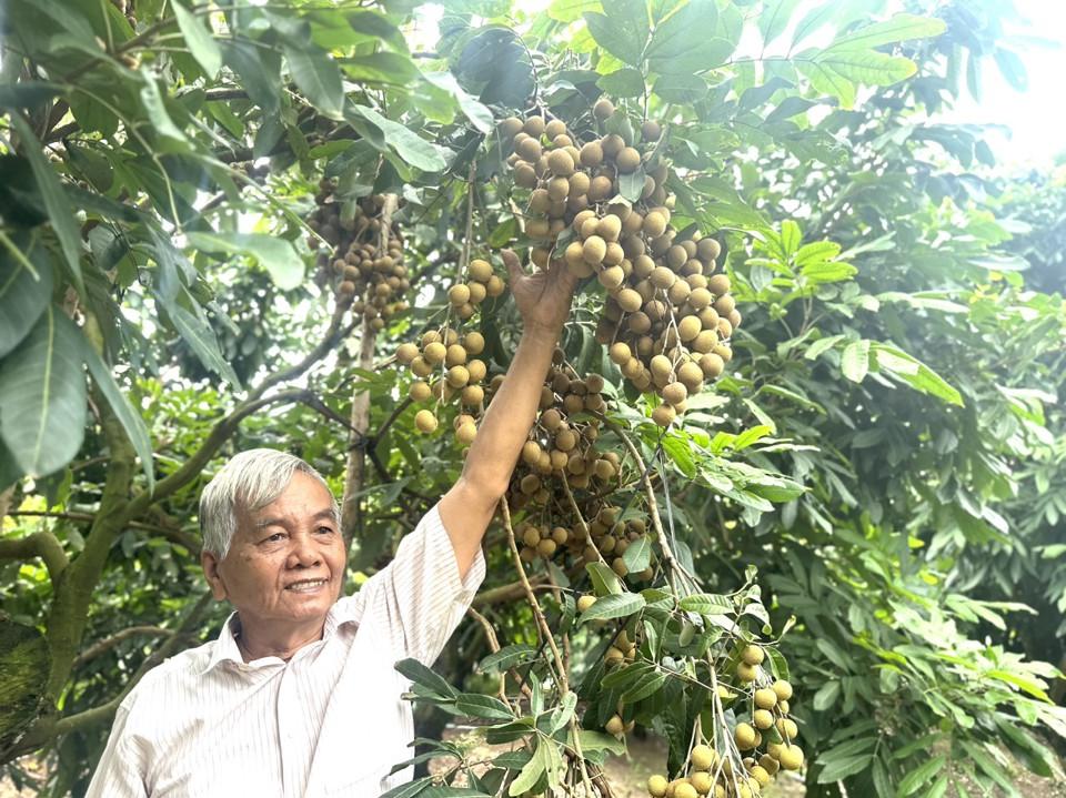 Sau nhiều năm lai tạo, ông Nguyễn Văn Phúc đã cho ra đời giống nhãn mới mà ông cho là hơn hẳn các giống nhãn khác trên cả nước và không thua các giống nhãn của nước ngoài. Ảnh Hồng Thắm 