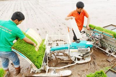ap-dung-ma-khay-cay-may-tai-xa-dai-hung-huyen-my-duc-anh-ngoc-anh.jpg (400×267)
