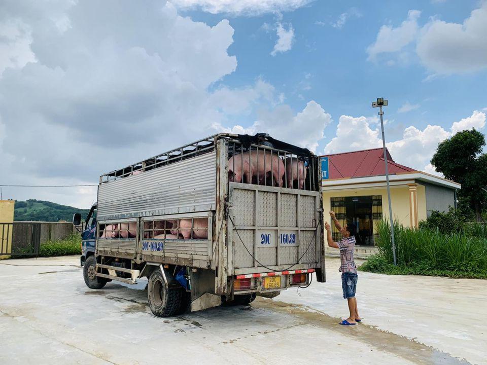 Giá heo hơi hôm nay 11/7/2023: Có nơi tăng 1.000 - 2.000 đồng/kg. Ảnh: Thế Hiển  