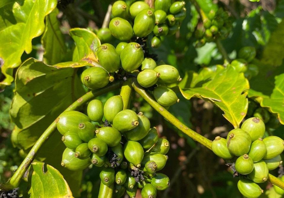 Giá cà phê hôm nay 31/7: Tiếp tục chao đảo, Robusta tuần này liệu có tăng?