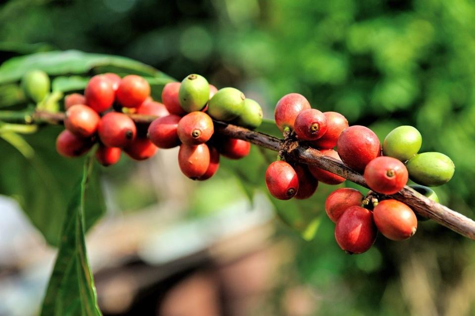 Giá cà phê hôm nay 2/8: Tiếp tục tăng, Robusta hút vốn từ sàn vàng  