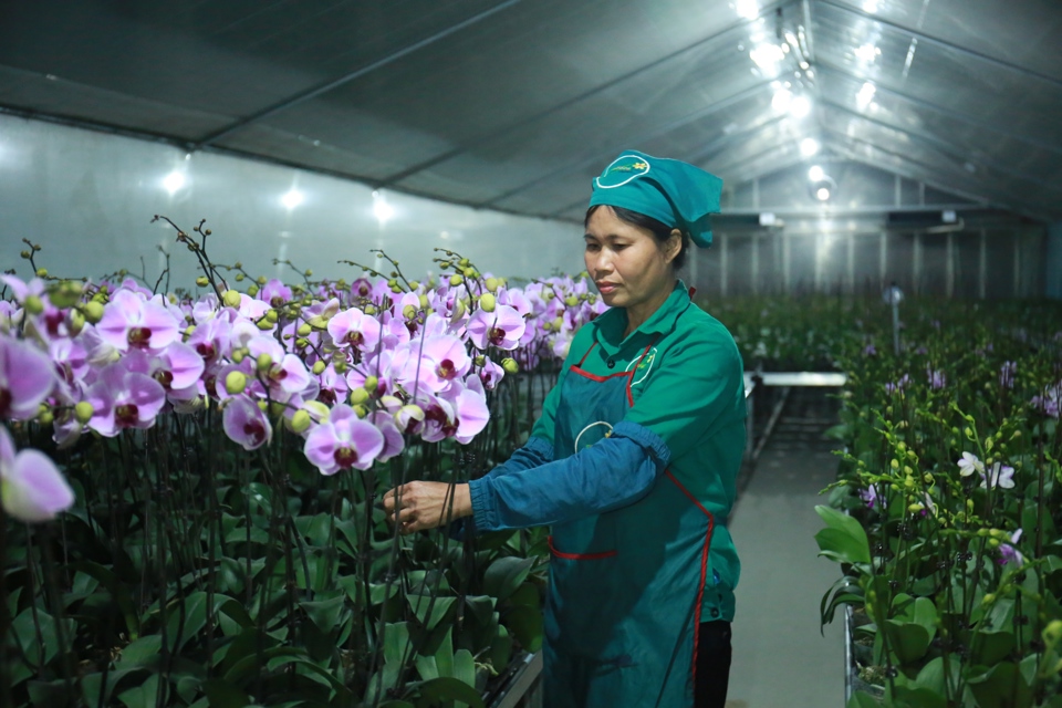Trồng hoa lan công nghệ cao tại huyện Đan Phượng. Ảnh: Phạm Hùng