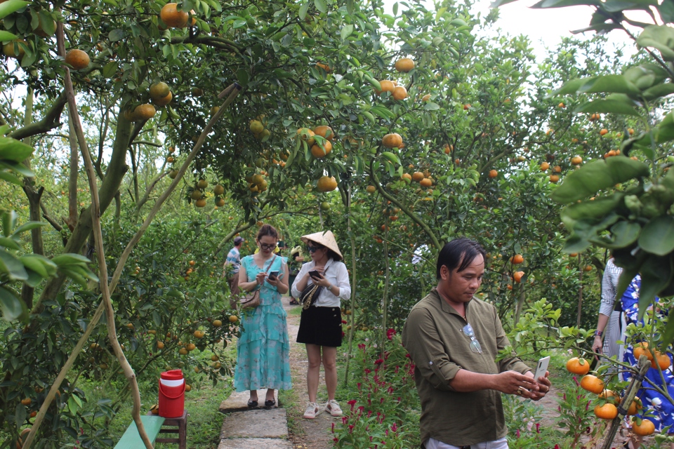 Vườn quýt hồng một trong những thế mạnh để phát triển du lịch nông nghiệp tỉnh Đồng Tháp. Ảnh Hữu Tuấn