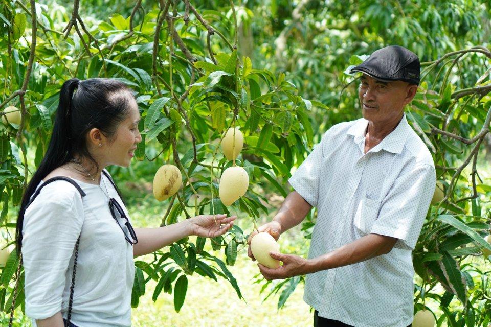 Vườn xoài cũng được tỉnh Đồng Tháp xác định một trong những điểm tham quan du lịch đang thu hút khách. Ảnh PV