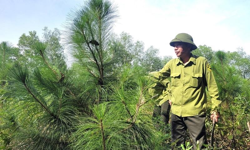 Toàn bộ diện tích rừng trồng thay thế sau vụ cháy ( năm 2019) đều sinh trưởng, phát triển tốt, đảm bảo chức năng phòng hộ của rừng