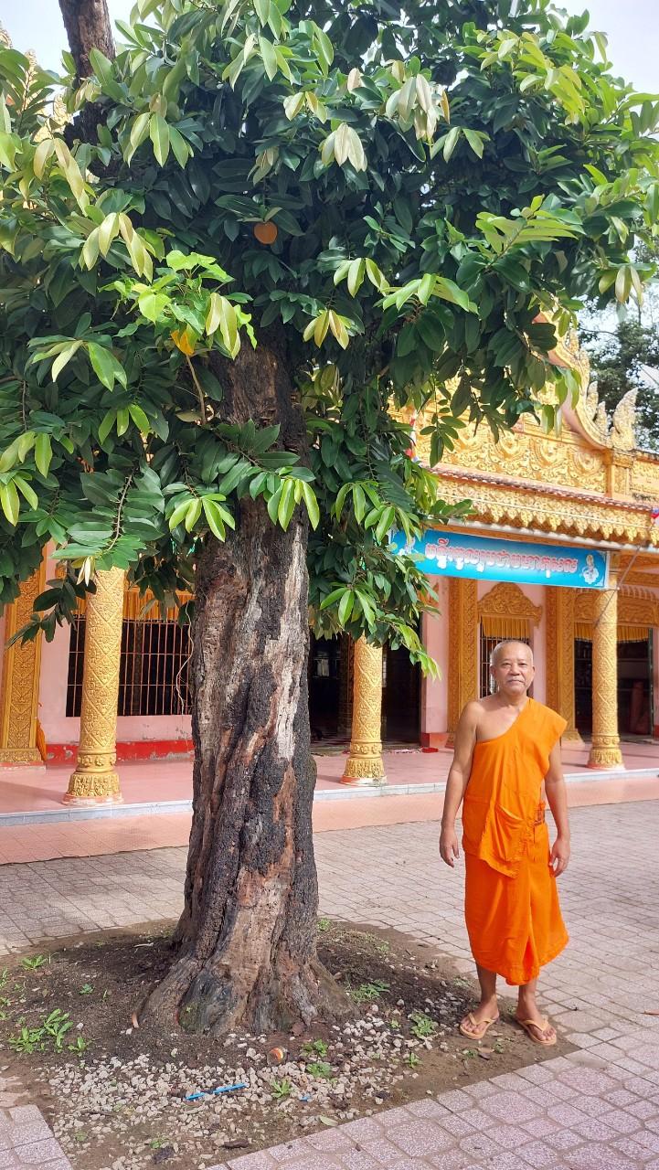 Thượng tọa Thạch Bonne, trụ trì chùa Bốn Mặt bên cạnh cây đào hồng nhung 100 tuổi trong chùa Bốn Mặt.