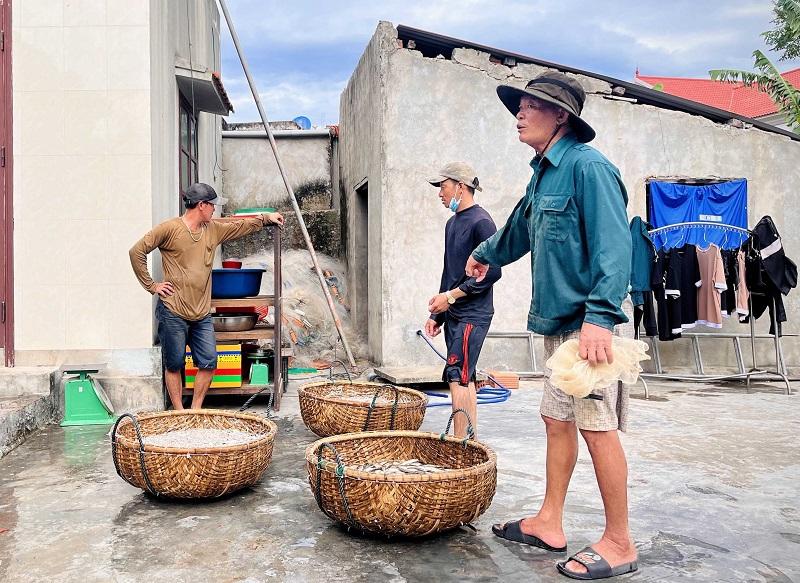 Mẻ cá cơm tươi rói vừa được đánh bắt