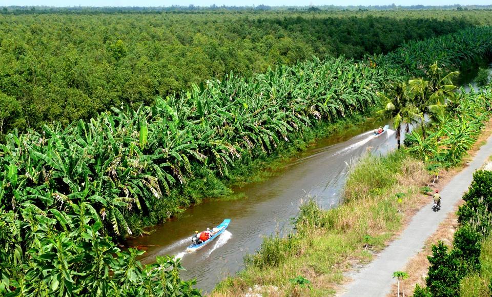 Rừng U Minh hạ Cà Mau