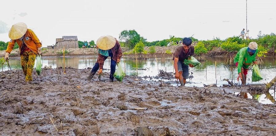 Nuôi tôm kết hợp trồng rừng ở huyện Ngọc Hiển,