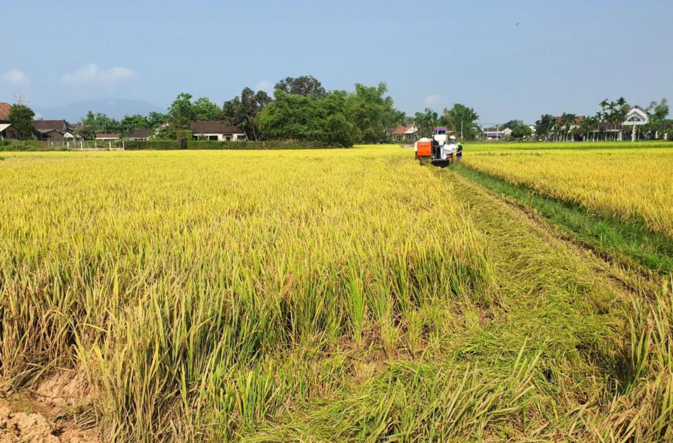 Cần sự đổi mới của người nông dân, hướng đến sản xuất lớn, hiện đại để giảm chi phí, tăng thu nhập cho nông dân.