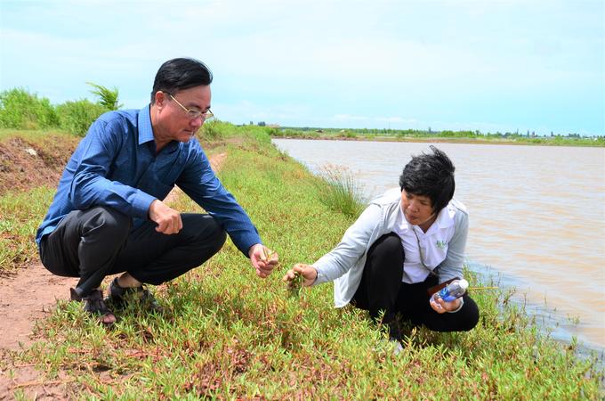 Anh Cổ Tân Xuyên - Trưởng phòng NN-PTNT huyện Hòa Bình, tỉnh Bạc Liêu hái rau heo cùng TS Linh Nhâm - Đại học Bạc Liêu. Ảnh: Dương Đình Tường.  