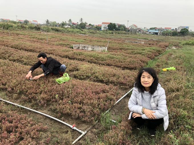 TS Ngô Kiều Oanh bên các luống rau muối biển hay còn gọi là cây rau thông muối ở Thái Thụy, Thái Bình. Ảnh: Nhân vật cung cấp.  