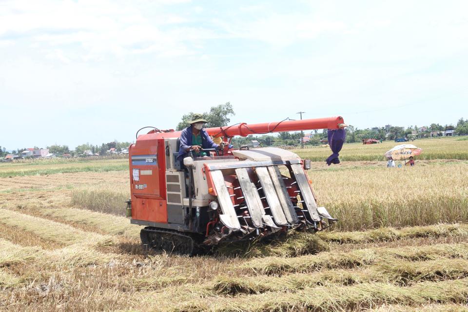 Hiện các tỉnh Nam Trung bộ đang vào vụ thu hoạch rộ lúa hè thu. Ảnh: L.K.  