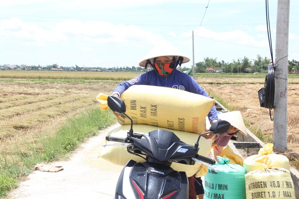 Năng suất và giá lúa vụ hè thu năm nay ở các tỉnh Quảng Nam, Quảng Ngãi cao hơn so với năm 2022 nên nông dân rất phấn khởi. Ảnh: L.K.  