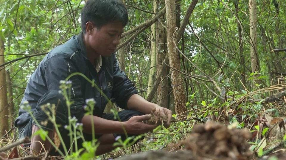 Cây tam thất nam phát triển tốt ở vùng trồng thử nghiệm.