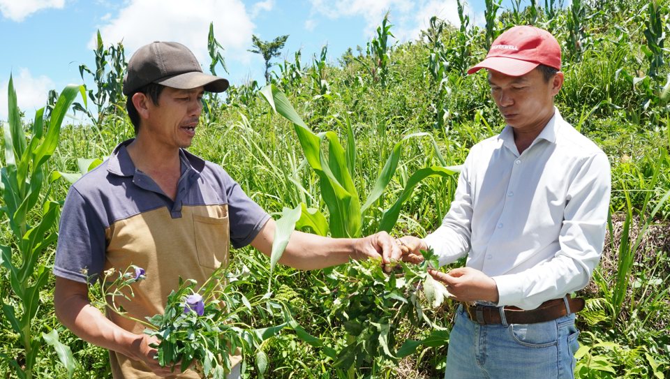 Quảng Ngãi đang tập trung phát triển các vùng chuyên canh sản xuất cây dược liệu.