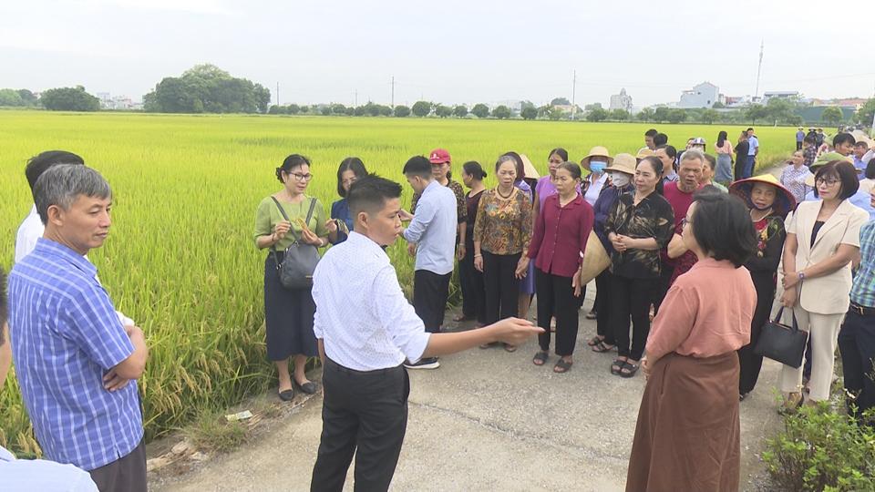 Cán bộ, người trên địa bàn huyện Thường Tín trao đổi về phương thức sản xuất lúa theo hướng hữu cơ