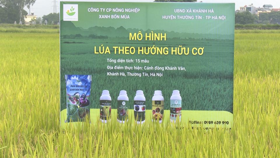  Cánh đồng lúa trồng theo hướng hữu cơ, kết hợp khảo nghiệm một số giống lúa tại xã Khánh Hà