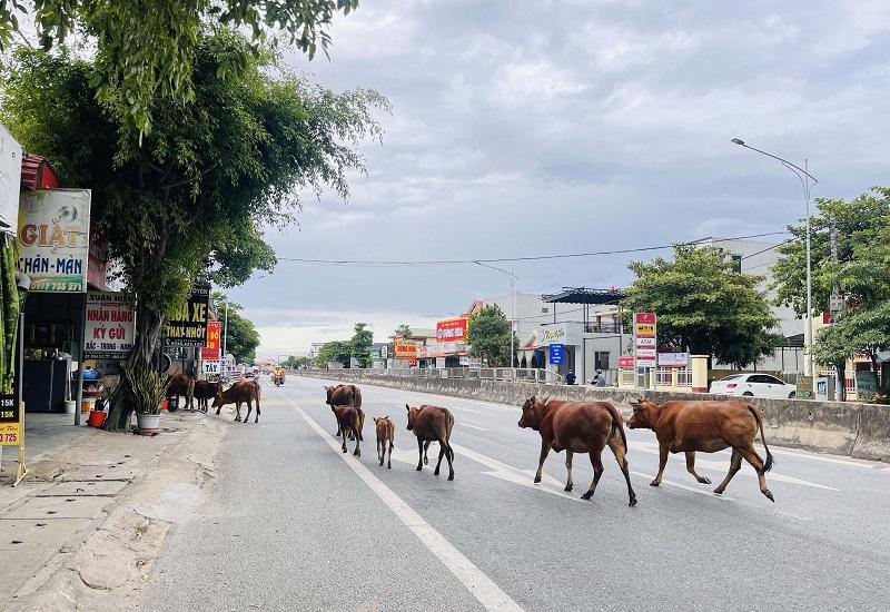 Đàn bò nghênh ngang đi trên đường.