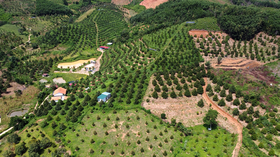 Nhiều hộ dân đang hướng đến trồng sầu riêng theo tiêu chuẩn VietGAP và organic.