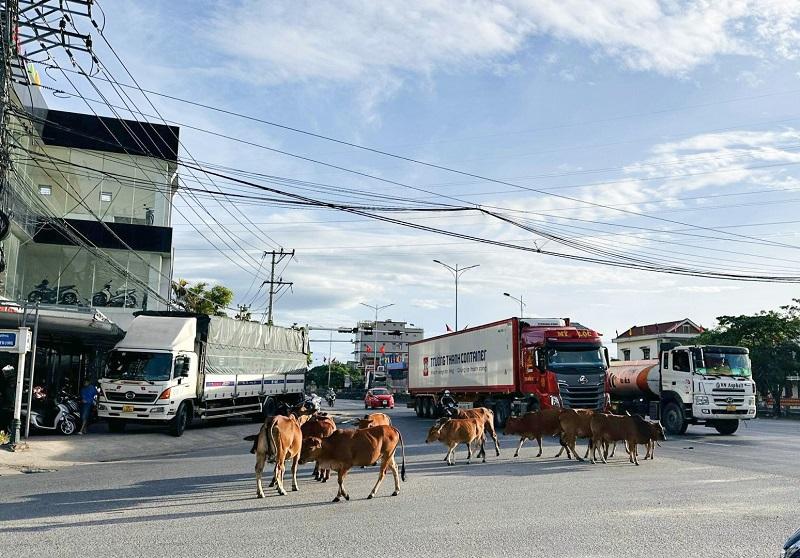 Đàn bò dạo chơi ở ngã tư thị xã Ba Đồn.