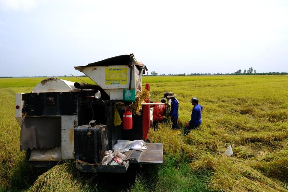 Thu hoạch lúa tại đồng bằng sông Cửu Long. Ảnh: Công Hùng